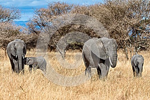 Group of elephants walking on the dry grass in the wilderness