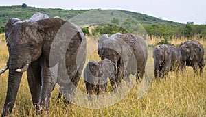 Group of elephants walking on the savannah. Africa. Kenya. Tanzania. Serengeti. Maasai Mara.