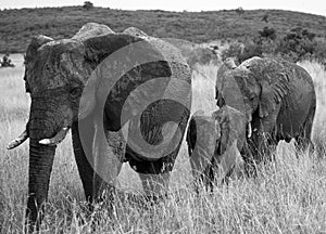 Group of elephants walking on the savannah. Africa. Kenya. Tanzania. Serengeti. Maasai Mara.