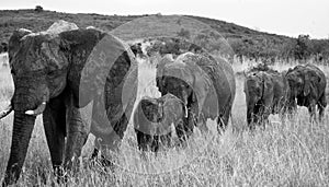 Group of elephants walking on the savannah. Africa. Kenya. Tanzania. Serengeti. Maasai Mara.