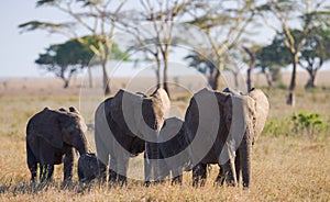 Group of elephants walking on the savannah. Africa. Kenya. Tanzania. Serengeti. Maasai Mara.