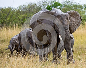 Group of elephants walking on the savannah. Africa. Kenya. Tanzania. Serengeti. Maasai Mara.