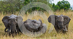 Group of elephants walking on the savannah. Africa. Kenya. Tanzania. Serengeti. Maasai Mara.