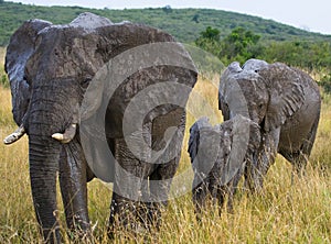 Group of elephants walking on the savannah. Africa. Kenya. Tanzania. Serengeti. Maasai Mara.