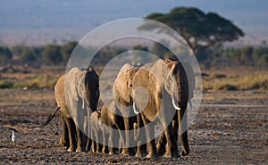 Group of elephants walking on the savannah. Africa. Kenya. Tanzania. Serengeti. Maasai Mara.