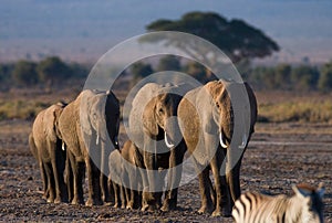 Group of elephants walking on the savannah. Africa. Kenya. Tanzania. Serengeti. Maasai Mara.