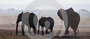 Group of elephants walking on the savannah. Africa. Kenya. Tanzania. Serengeti. Maasai Mara.