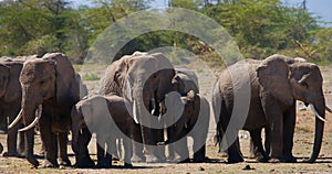 Group of elephants walking on the savannah. Africa. Kenya. Tanzania. Serengeti. Maasai Mara.