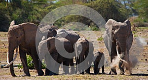 Group of elephants walking on the savannah. Africa. Kenya. Tanzania. Serengeti. Maasai Mara.