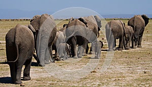 Group of elephants walking on the savannah. Africa. Kenya. Tanzania. Serengeti. Maasai Mara.