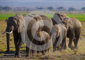 Group of elephants walking on the savannah. Africa. Kenya. Tanzania. Serengeti. Maasai Mara.