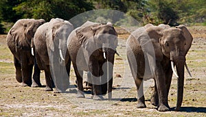 Group of elephants walking on the savannah. Africa. Kenya. Tanzania. Serengeti. Maasai Mara.