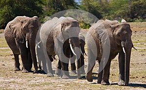 Group of elephants walking on the savannah. Africa. Kenya. Tanzania. Serengeti. Maasai Mara.