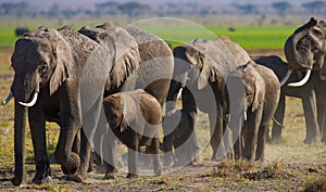 Group of elephants walking on the savannah. Africa. Kenya. Tanzania. Serengeti. Maasai Mara.