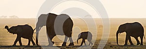 Group of elephants walking on the savannah. Africa. Kenya. Tanzania. Serengeti. Maasai Mara.