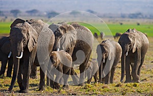 Group of elephants walking on the savannah. Africa. Kenya. Tanzania. Serengeti. Maasai Mara.