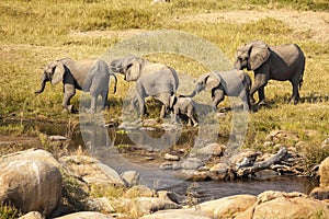 Group Of Elephants By The Water