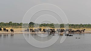 Group of Elephants at waterhole, Hwange, Africa safari wildlife