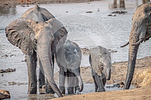 Group of Elephants at a waterhole in the Kruger National Park, South Africa
