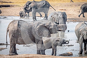 Group of Elephants at a waterhole in the Kruger National Park, South Africa