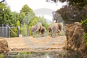 Group of elephants in a zoo