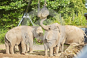 Group of elephants in a zoo. Family