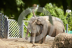 Group of elephants in a zoo. Family