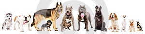 Group of eleven cute dogs different breed