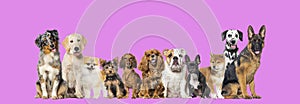 Group of eleven different sizes and breeds dogs looking at the camera, some cute, panting or happy, in a row, on purple pink