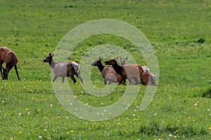 A group of elk grazing on a lush green field