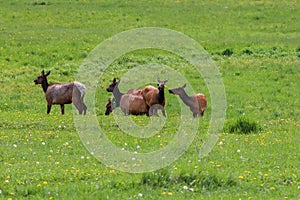 A group of elk standing on top of a lush green field