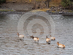 Group of Elk Wading in a River