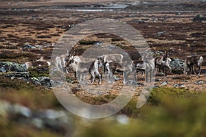 Group of elks during eating