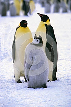 Group of Emperor penguin, Weddell Sea, Antarctica