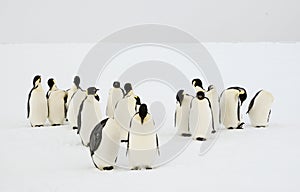 Group of emperor penguins