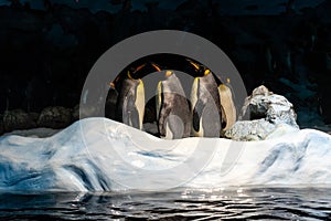 A group of emperor penguins Aptenodytes forsteri