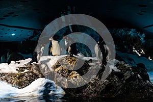 A group of emperor penguins Aptenodytes forsteri