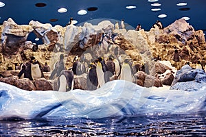 Group of Emperor penguins on an artificial environment the national zoo.