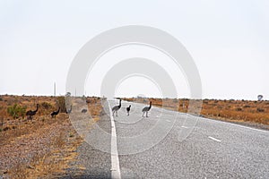 A group of Emu birds trying to cross the road in a rural outback of New South Wales, Australia. it is the largest native bird.