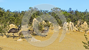 Group of emus inside the Pinnacles Desert, Western Australia