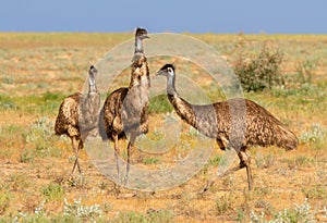 A group of Emus looking curious but uncertain in the Australian outback