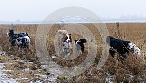 Group of energetic Australian Shepherd dogs running and playing in a grassy meadow.