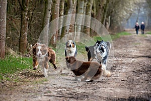 Group of energetic Australian Shepherd dogs running and playing in a lush green forest environment.