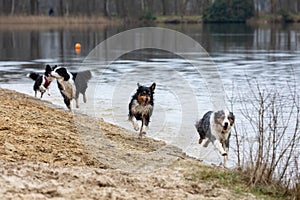 Group of energetic Australian Shepherd dogs running and playing near the lake.