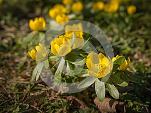 A group of Eranthis hyemalis in early spring