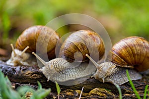 Group of escargot snails in nature.