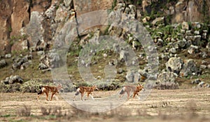 Group of Ethiopian wolves in the highlands of Bale mountains, Ethiopia photo