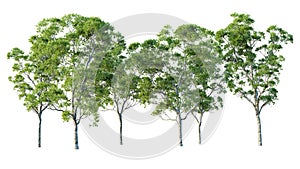 Group of eucalyptus trees isolated on white background. 3D render.