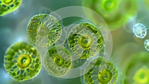 A group of euglenoids captured in the process of photosynthesis. The chloroplasts within their cells are visible as