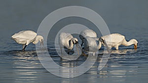 A group of  Eurasian Spoonbill or common spoonbill Platalea leucorodia in the lagoon, hunting for fish.
